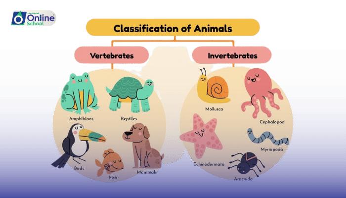 Lesson 09: Invertebrate Chordates and Vertebrates
